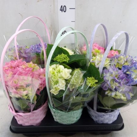 Hydrangea macrophylla- Kerti hortenzia (Kosár) 13/38cm