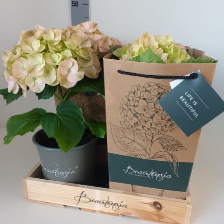 Hydrangea machrophylla- Hortenzia (Beau-kla) 15/40cm
