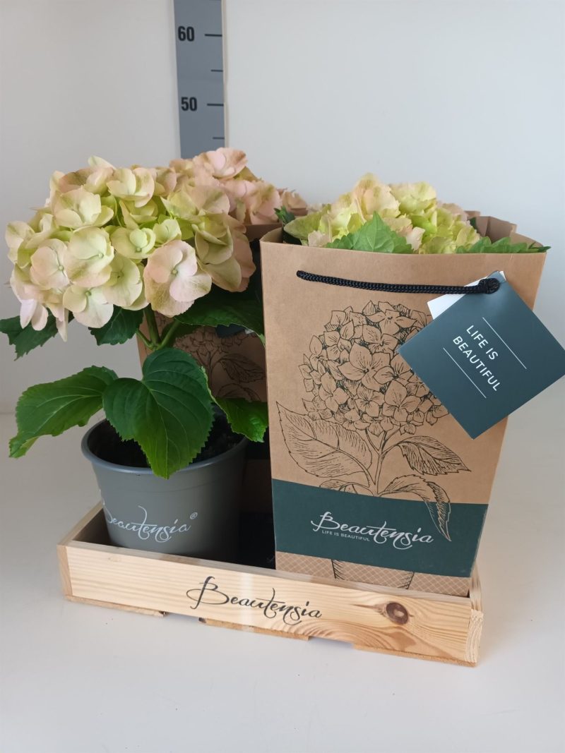 Hydrangea machrophylla- Hortenzia (Beau-kla) 15/40cm