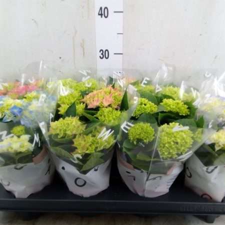 Hydrangea mac.- Hortenzia (Mix) 10/22cm