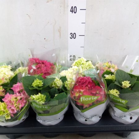 Hydrangea- Hortenzia (Mix) 12/20cm