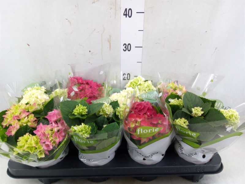 Hydrangea- Hortenzia (Mix) 12/20cm