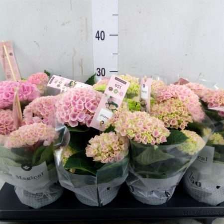 Hydrangea- Hortenzia (Magical Revolution Pink) 10/25cm