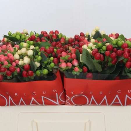 Mix Hypericum (Rainbow Romance) 50cm