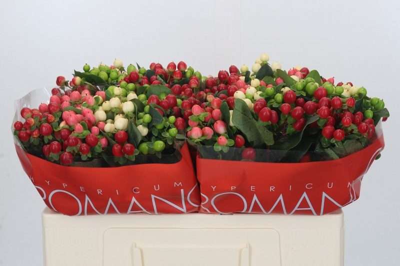 Mix Hypericum (Rainbow Romance) 50cm