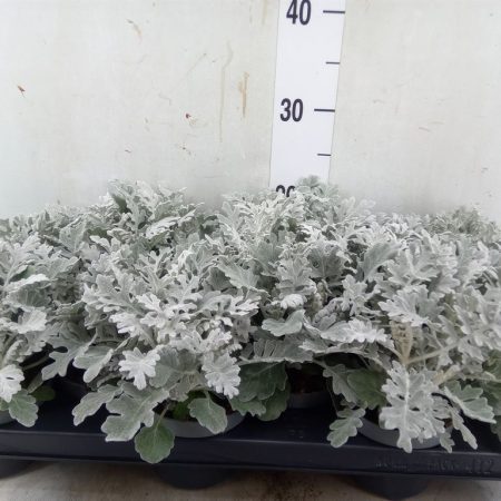 Jacobaea maritima- Hamvaska 11/23cm