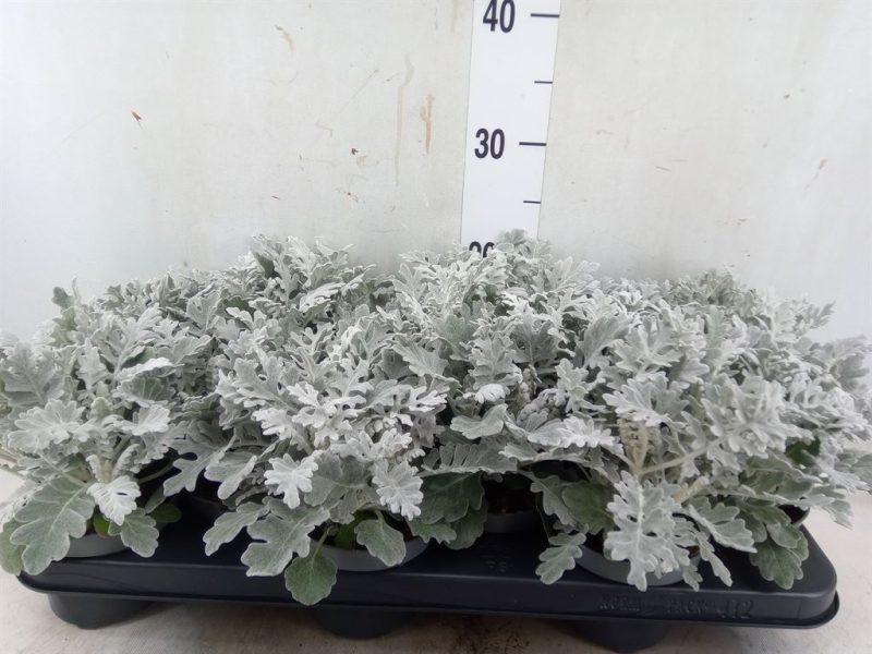 Jacobaea maritima- Hamvaska 11/23cm