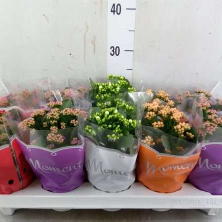Korallvirág (Rosebud 4 colour Mix) 10,5/24cm