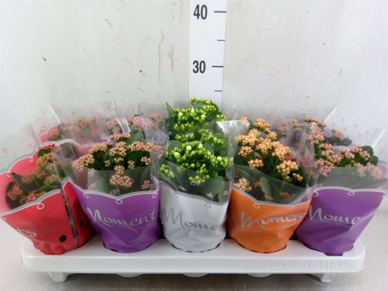 Korallvirág (Rosebud 4 colour Mix) 10,5/24cm
