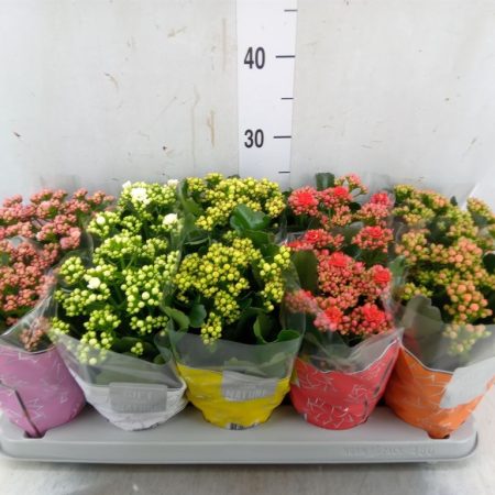 Kalanchoe- Korallvirág (Perfecta Mix) 11,5/25cm