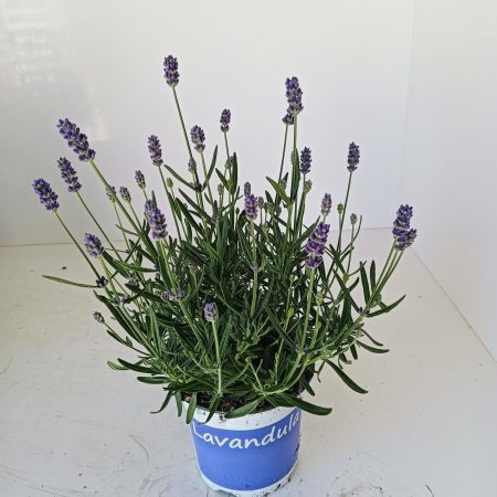 Levendula (Hidcote blue) 12/20cm