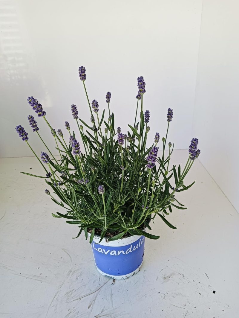 Levendula (Hidcote blue) 12/20cm