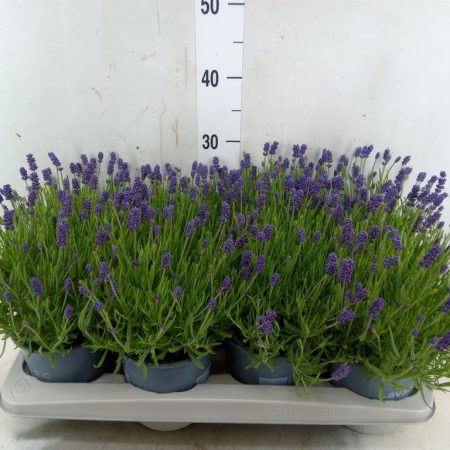 Levendula (Essence Pure) 14/30cm