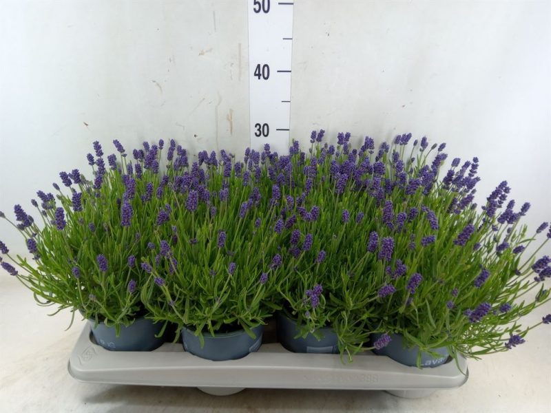 Levendula (Essence Pure) 14/30cm
