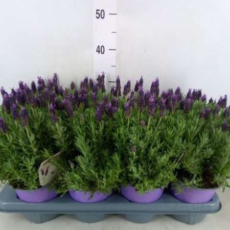 Levendula (Lamorosia Purple) 14/30cm