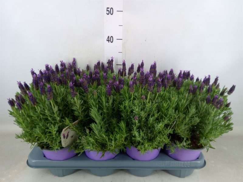 Levendula (Lamorosia Purple) 14/30cm