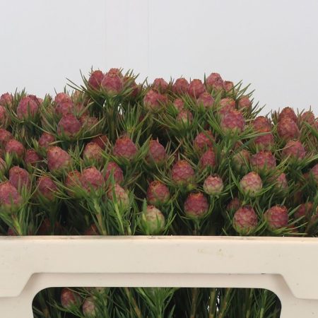 Leucadendron (Jubilee Crown) 50cm