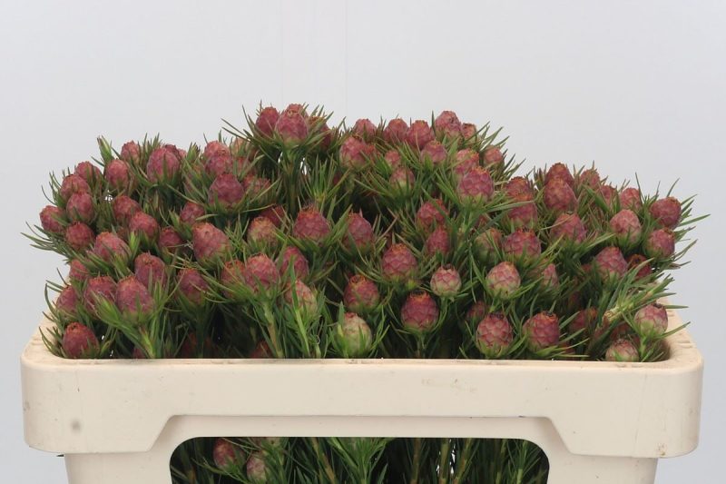 Leucadendron (Jubilee Crown) 50cm