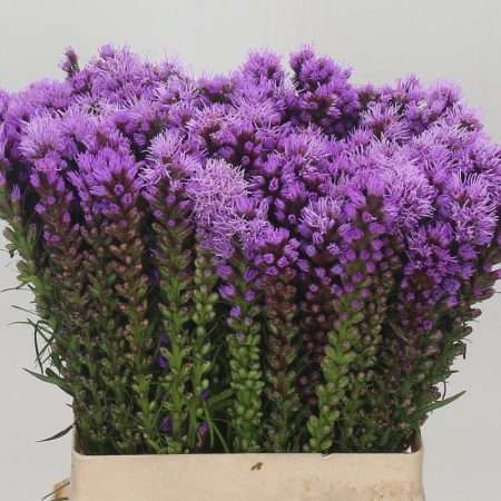 Liatris spicata- Díszcsorba (Callilepis) 60 cm