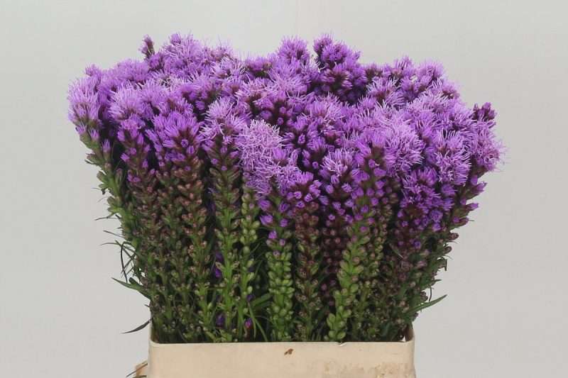 Liatris spicata- Díszcsorba (Callilepis) 60 cm