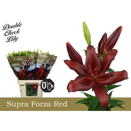 Bordó Liliom (La Forza Red) 95cm