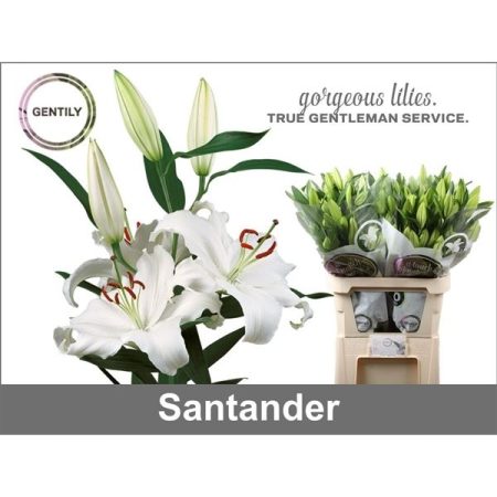 Fehér Liliom (Or Santander) 95cm