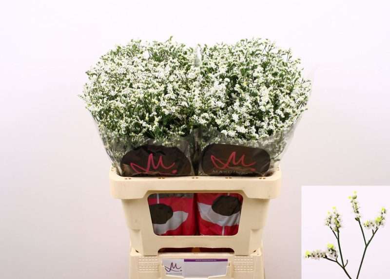 Fehér Limonium- Sóvirág (Sin China White) 50cm