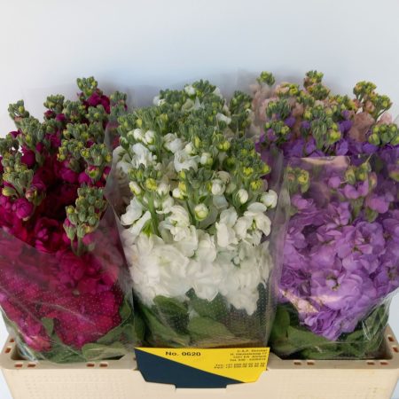 Matthiola- Viola (Mix) 55cm
