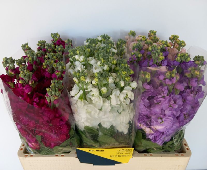 Matthiola- Viola (Mix) 55cm