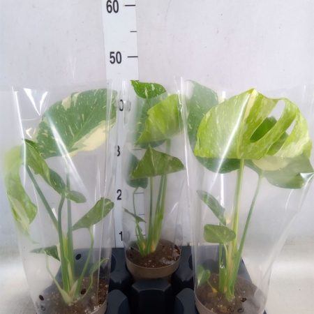 Monstera Delic.- Könnyezőpálma (Thai Constellatio) 12/30cm