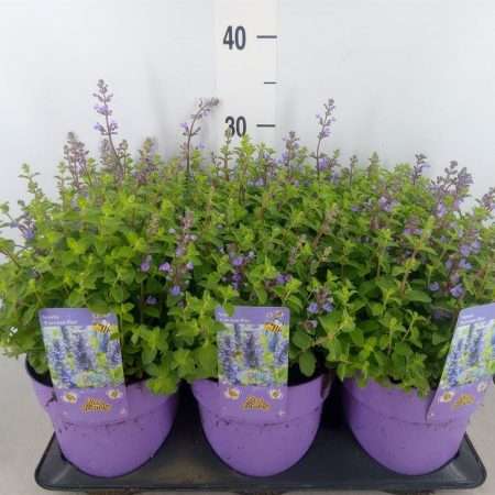 Nepeta Faassenii- Macskamenta (Purrsian Blue) 15/40cm