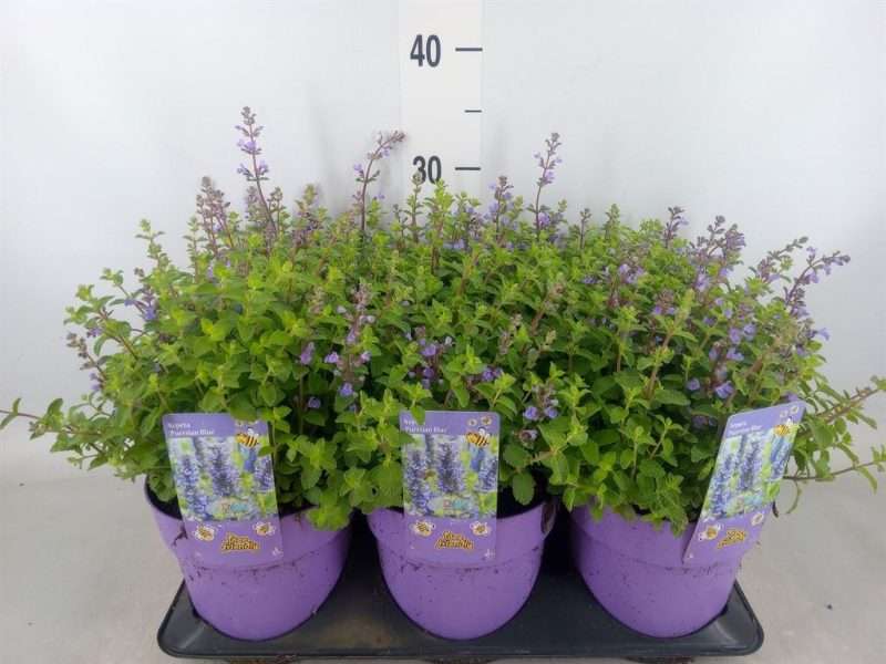 Nepeta Faassenii- Macskamenta (Purrsian Blue) 15/40cm