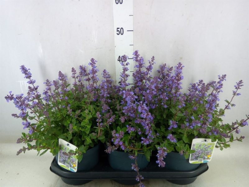 Nepeta Faassenii- Macskamenta (Purrsian Blue) 19/30cm