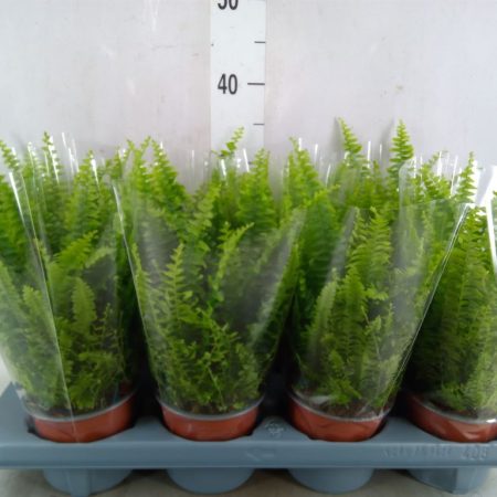 Nephrolepis Exaltata- Szobapáfrány (Green Lady) 12/30cm