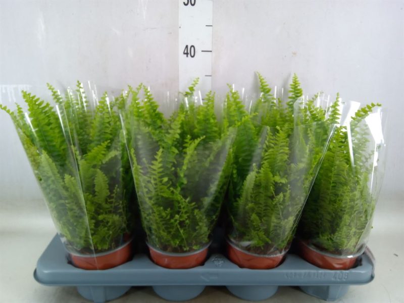 Nephrolepis Exaltata- Szobapáfrány (Green Lady) 12/30cm