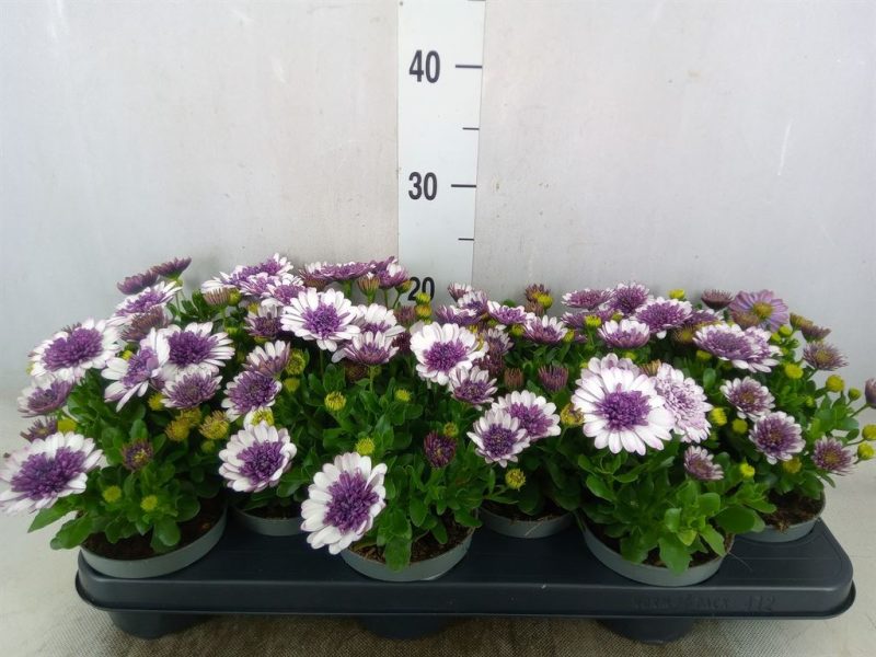 Osteospermum- Cseppecskevirág (Purple&White) 10,5/20cm