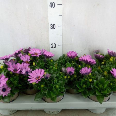 Osteospermum- Cseppecskevirág (Margarita Lilac) 11/22cm