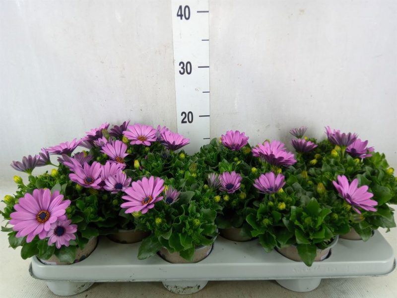 Osteospermum- Cseppecskevirág (Margarita Lilac) 11/22cm