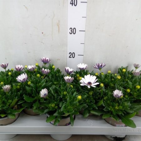 Osteospermum- Cseppecskevirág (Margarita White) 11/22cm