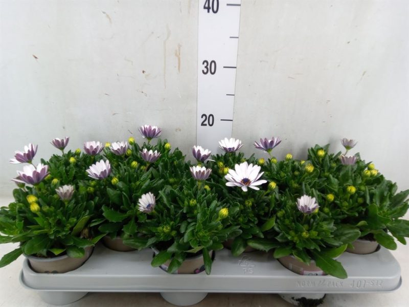 Osteospermum- Cseppecskevirág (Margarita White) 11/22cm