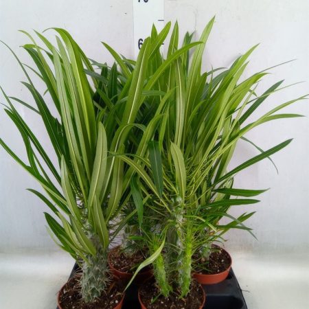 Pachypodium Lamerei- Madagaszkár Pálma  14/50cm