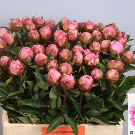 Paeonia- Rózsaszín Bazsarózsa (Alexander Fleming) 55cm