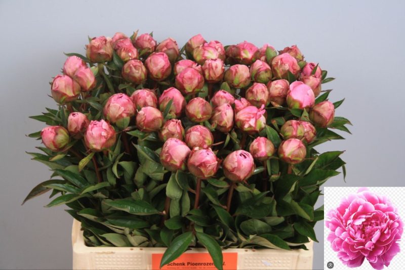 Paeonia- Rózsaszín Bazsarózsa (Alexander Fleming) 55cm