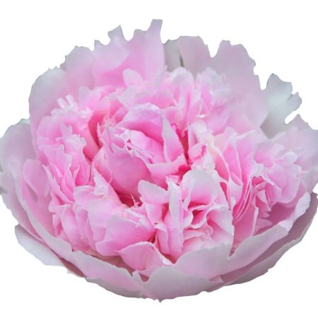Paeonia- Rózsaszín Bazsarózsa (Angel Cheeks) 50cm