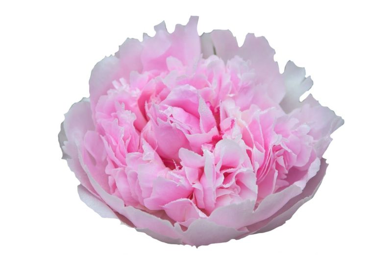 Paeonia- Rózsaszín Bazsarózsa (Angel Cheeks) 50cm