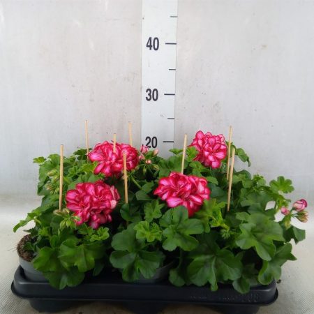 Pelargonium- Muskátli (Pelt.) 10,5/25cm