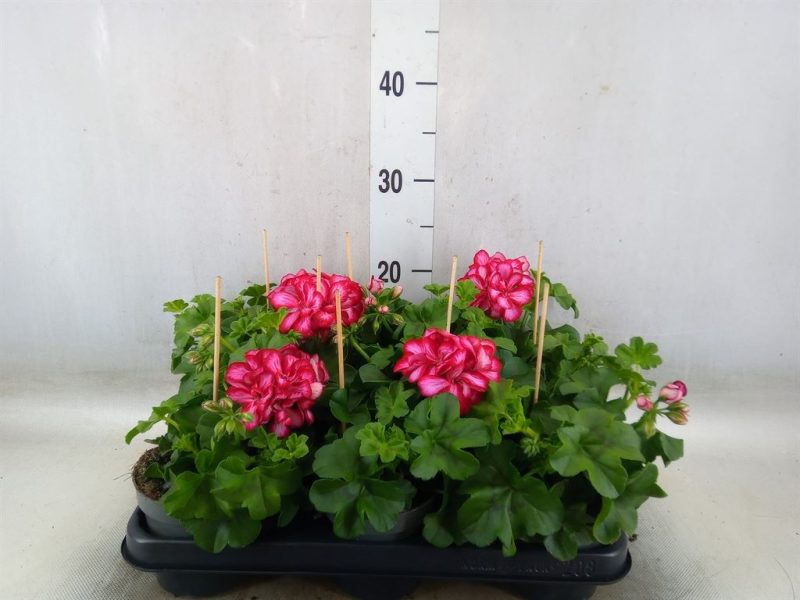 Pelargonium- Muskátli (Pelt.) 10,5/25cm