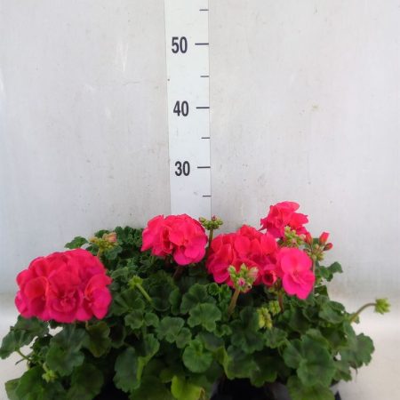 Pelargonium- Muskátli (Hot Pink) 10,5/25cm