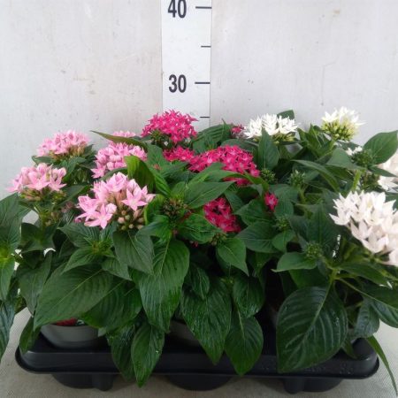 Pentas Lanceolata-Egyiptomi csillagcsokor (Starclust Mix) 12/25cm