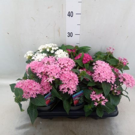 Pentas Lanceolata-Egyiptomi csillagcsokor (Starclust Mix) 12/25cm